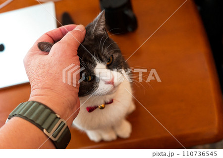 頭を撫でられる猫 頭を撫でられる猫 110736545