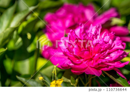 初夏の日差しの中で鮮やかに咲くシャクヤクの花 110736644