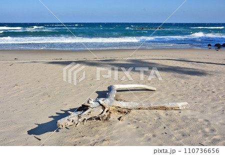 茨城県高萩市　伊師浜海岸と流木 110736656