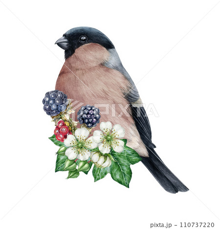 Garden bird with blooming flower decor. Watercolor illustration. Painted bullfinch bird with garden raspberry flowers, berries, ivy leaves decoration. Bullfinch bird with flowers. White background Garden bird with blooming flower decor. Watercolor illustration. Painted bullfinch bird with garden raspberry flowers, berries, ivy leaves decoration. Bullfinch bird with flowers. White background 110737220