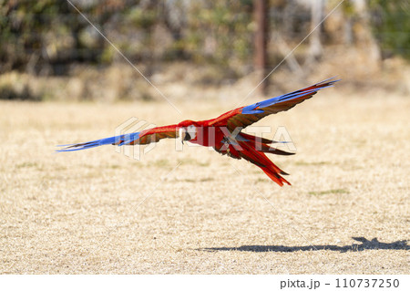 飛び回るアカコンゴウインコ 神戸どうぶつ王国 兵庫県神戸市 飛び回るアカコンゴウインコ 神戸どうぶつ王国 兵庫県神戸市 110737250