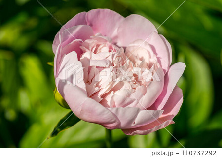 初夏の日差しの中で可憐に咲くシャクヤクの花 110737292