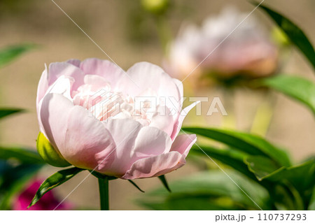 初夏の日差しの中で可憐に咲くシャクヤクの花 110737293