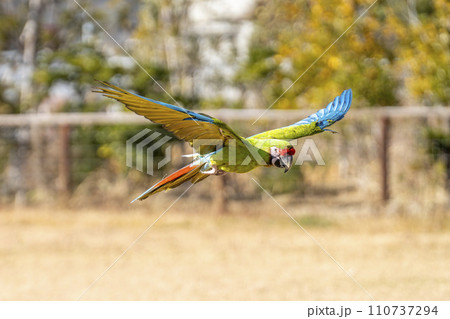 飛び回るルリコンゴウインコ　神戸どうぶつ王国　兵庫県神戸市 110737294