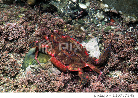 ベニツケガニ　抱卵メス 110737348