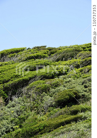 海岸林　海岸林の筋 110737353