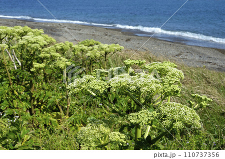 ハマウド　海浜植物 110737356