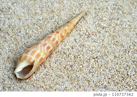 貝殻の造形 ベニタケノコガイ グラフィック素材 貝殻の造形 ベニタケノコガイ グラフィック素材 110737362