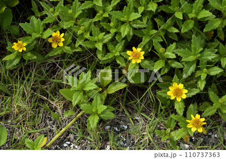 ネコノシタ　ハマグルマ　海浜植物 110737363