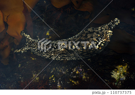 アメフラシ 110737375