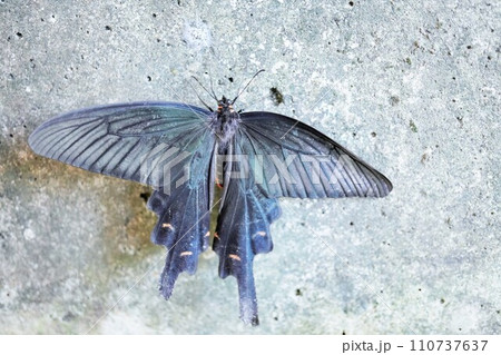 屋外でコンクリートの壁に止まる黒く大きな揚羽蝶、ジャコウアゲハ 110737637
