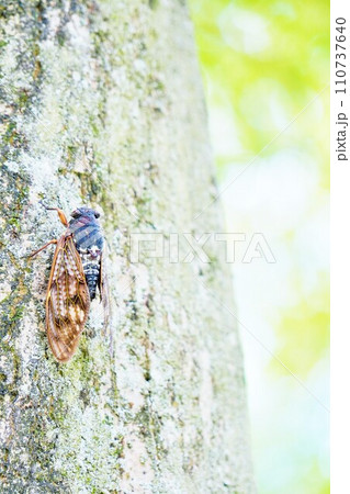 屋外で明るい木漏れ日の下で木に止まる一匹のアブラセミ、夏イメージ、縦 屋外で明るい木漏れ日の下で木に止まる一匹のアブラセミ、夏イメージ、縦 110737640