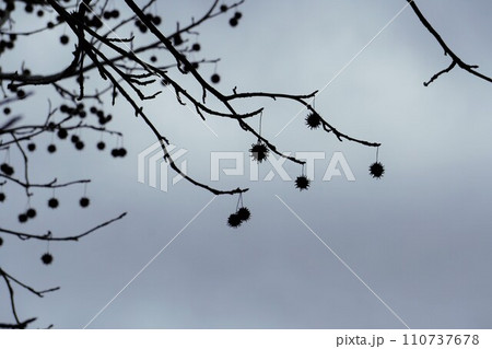グレーの曇天の空を背景にしたモミジバフウの木と熟した果実のシルエット 110737678