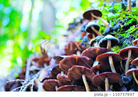 山中で朽ちた木から大量に笠を開くたくさんのキノコの裏側、あおり 110737697