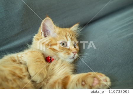 Cute orange kitten doing various poses Cute orange kitten doing various poses 110738005