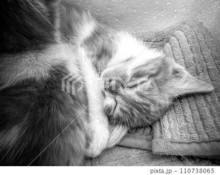 箱ねこ 箱ねこ 110738065