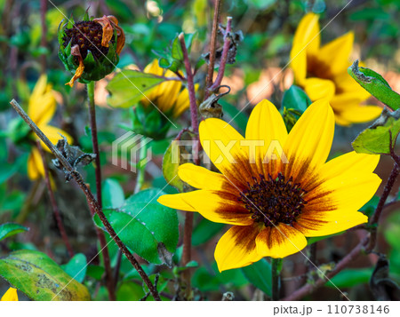 黄色と茶色の花ビラのヒメヒマワリの花 黄色と茶色の花ビラのヒメヒマワリの花 110738146