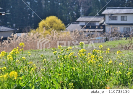 田舎の春景色 田舎の春景色 110738156