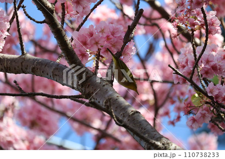 河津桜と枝に憩うメジロ white-eye resting on cherry branch 河津桜と枝に憩うメジロ white-eye resting on cherry branch 110738233