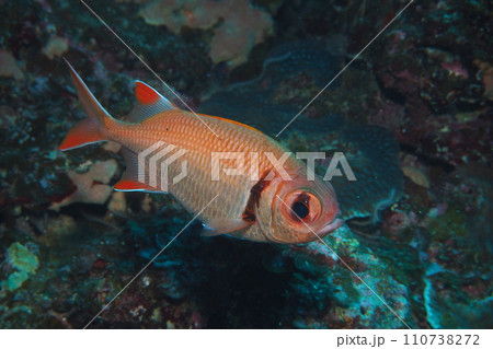 クロオビマツカサウオ　赤い魚　沖縄の海 110738272