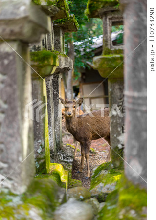 奈良　春日大社の鹿と灯籠（奈良県奈良市春日野町）※作品コメント欄に撮影位置 110738290