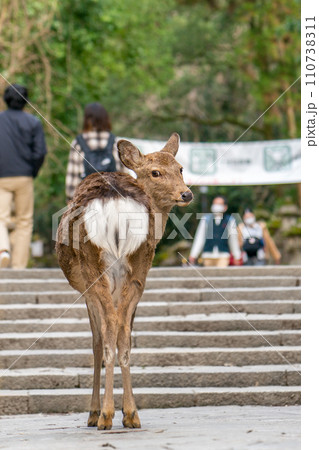 奈良 春日大社で鹿と遭遇、お尻見ないで!(奈良県奈良市春日野町)※作品コメント欄に撮影位置 奈良 春日大社で鹿と遭遇、お尻見ないで!(奈良県奈良市春日野町)※作品コメント欄に撮影位置 110738311