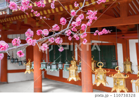奈良 春日大社と梅の花(奈良県奈良市春日野町)※作品コメント欄に撮影位置 奈良 春日大社と梅の花(奈良県奈良市春日野町)※作品コメント欄に撮影位置 110738328