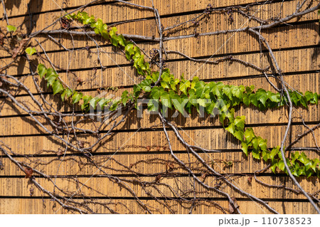 背景素材・テクスチャー・イメージ素材 背景素材・テクスチャー・イメージ素材 110738523