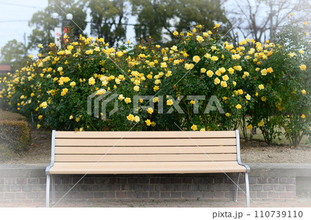 バラとベンチ バラとベンチ 110739110