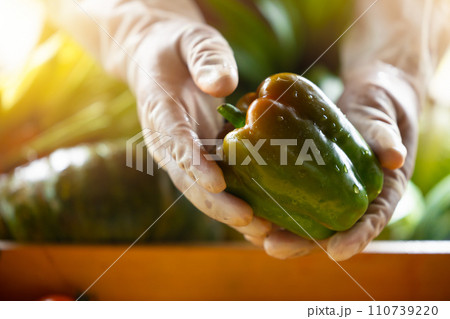 Farmer hand holding fresh agriculture product. Organic vegetable bell pepper. 110739220