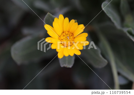冬の庭に咲く黄色いヒメキンセンカの花 冬の庭に咲く黄色いヒメキンセンカの花 110739554