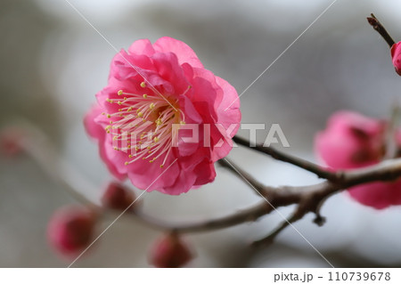 冬の公園に咲くピンク色の梅の花 110739678
