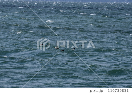 季節風のふきつける琵琶湖の水面でで越冬する水鳥 110739851
