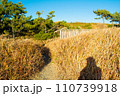 中田島砂丘　青空と草と影 110739918