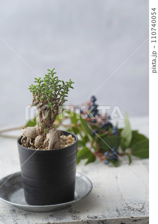 塊根植物  コーデックス 110740054