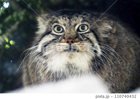 座り込むマヌルネコ 神戸どうぶつ王国 兵庫県神戸市 座り込むマヌルネコ 神戸どうぶつ王国 兵庫県神戸市 110740432