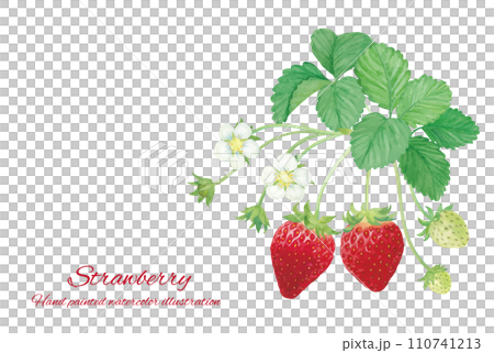 水彩畫草莓插畫素材 水彩畫草莓插畫素材 110741213