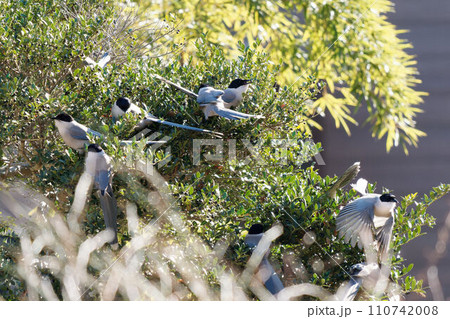 餌を捕るオナガ 110742008