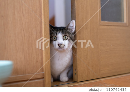 ドアの隙間から覗きこむ猫 キジトラ猫 ドアの隙間から覗きこむ猫 キジトラ猫 110742455