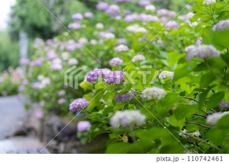 綺麗な紫陽花 110742461