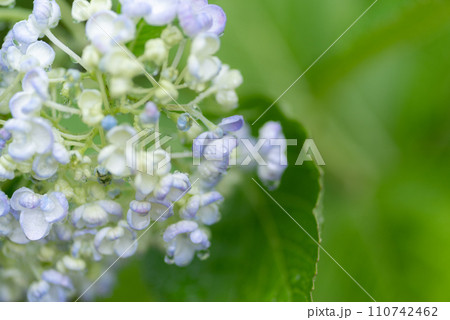 綺麗な紫陽花 110742462