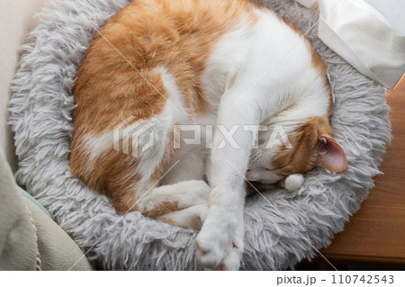 丸まって眠る猫 茶トラ白 丸まって眠る猫 茶トラ白 110742543