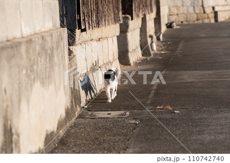 歩く猫 黒白猫 歩く猫 黒白猫 110742740