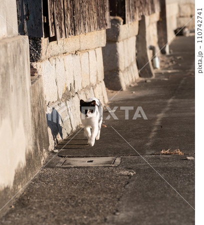 歩く猫 黒白猫 歩く猫 黒白猫 110742741