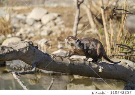 神戸どうぶつ王国のコツメカワウソ 兵庫県神戸市 神戸どうぶつ王国のコツメカワウソ 兵庫県神戸市 110742857