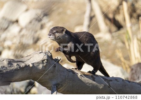 神戸どうぶつ王国のコツメカワウソ 兵庫県神戸市 神戸どうぶつ王国のコツメカワウソ 兵庫県神戸市 110742868