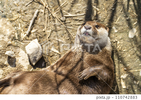 神戸どうぶつ王国のコツメカワウソ 兵庫県神戸市 神戸どうぶつ王国のコツメカワウソ 兵庫県神戸市 110742883