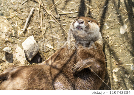 神戸どうぶつ王国のコツメカワウソ　兵庫県神戸市 110742884