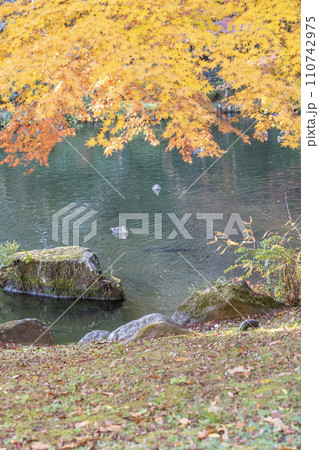 成田山公園の紅葉とカモ 110742975