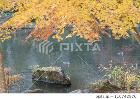 成田山公園の紅葉とカモ 110742976